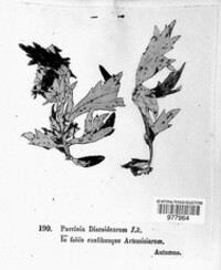 Puccinia discoidearum image
